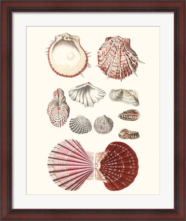 Framed Shell Collection VI Print
