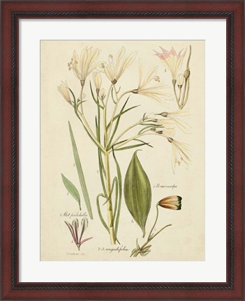 Framed Antique Botanical Sketch I Print