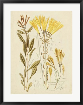 Framed Antique Botanical Sketch IV Print