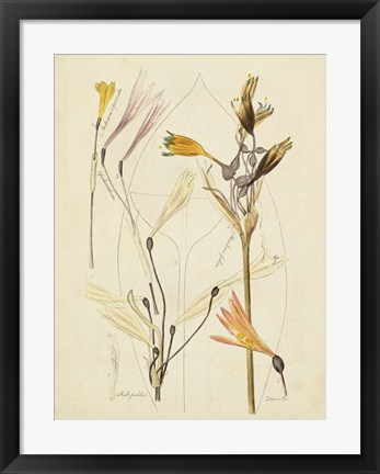 Framed Antique Botanical Sketch VI Print