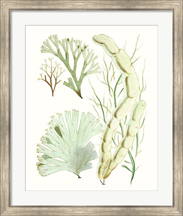 Framed Antique Seaweed Composition I Print