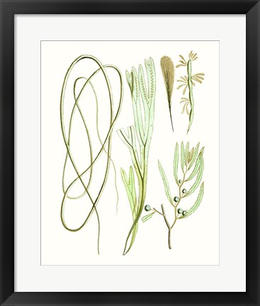 Framed Antique Seaweed Composition III Print
