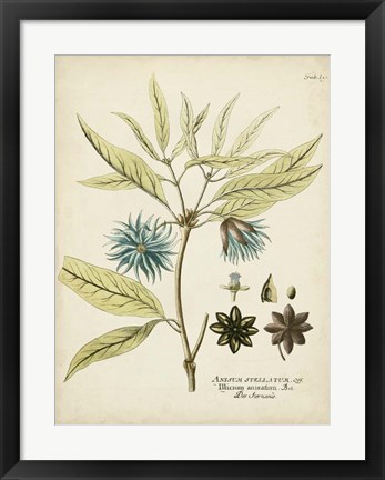 Framed Eloquent Botanical III Print