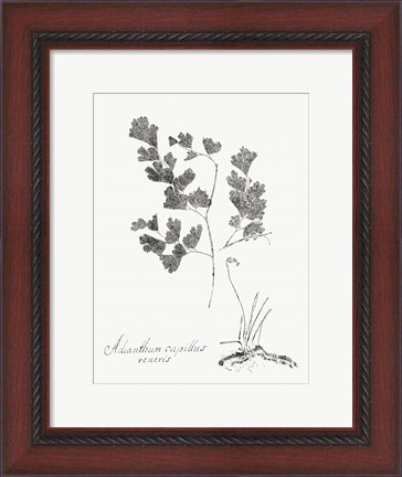 Framed Botanical Imprint I Print