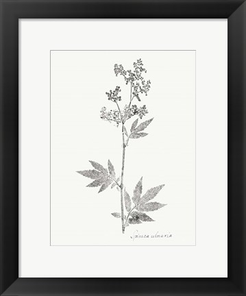 Framed Botanical Imprint II Print