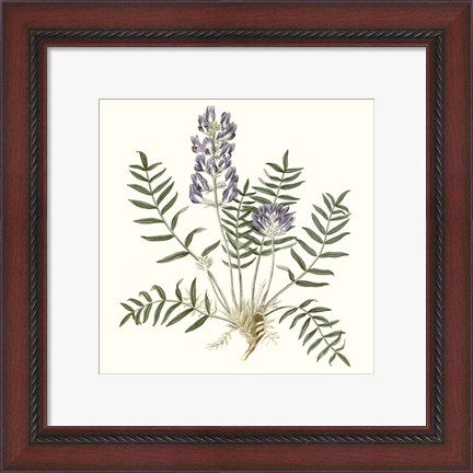 Framed Graceful Botanical I Print