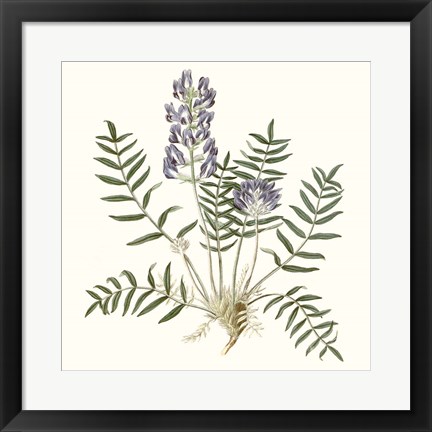 Framed Graceful Botanical I Print