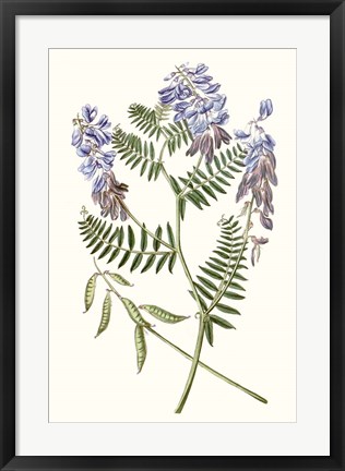 Framed Graceful Botanical V Print