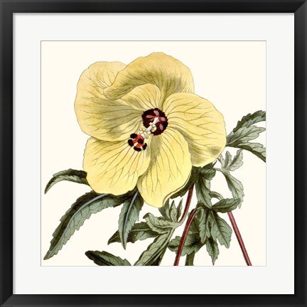 Framed Cropped Antique Botanical VII Print