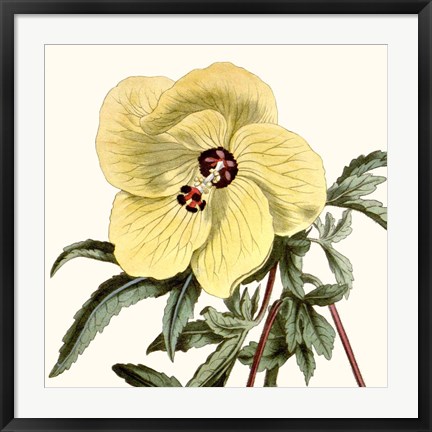 Framed Cropped Antique Botanical VII Print
