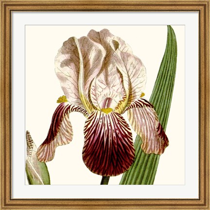 Framed Cropped Antique Botanical VIII Print