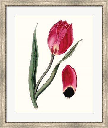Framed Roseate Blooms II Print