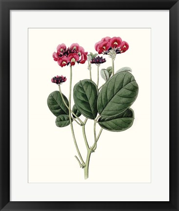 Framed Roseate Blooms III Print