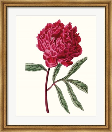 Framed Roseate Blooms IV Print