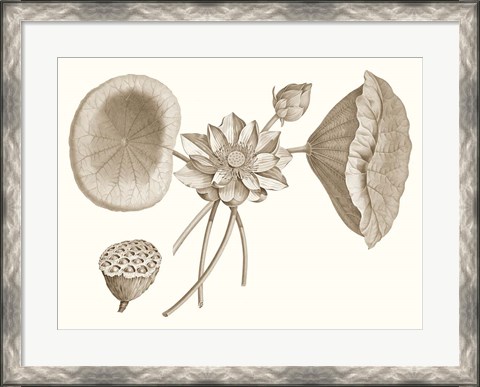 Framed Sepia Water Lily I Print
