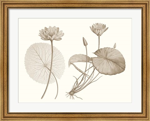 Framed Sepia Water Lily II Print