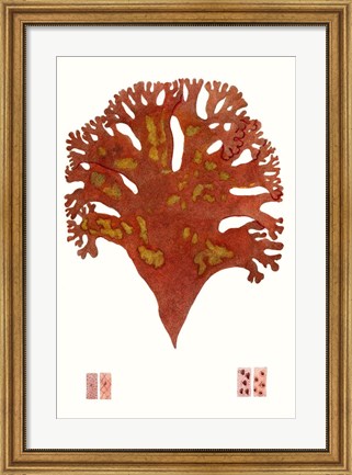 Framed Striking Seaweed III Print