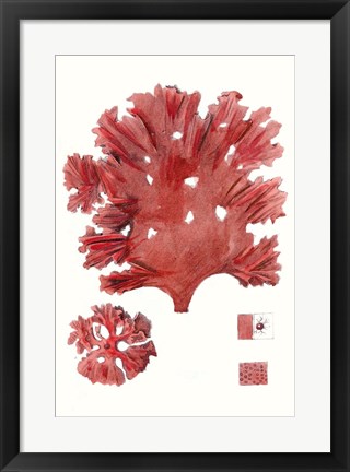 Framed Striking Seaweed IV Print