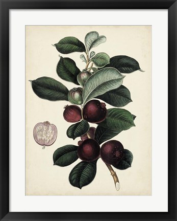 Framed Antique Foliage &amp; Fruit I Print