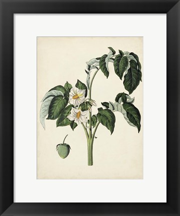 Framed Antique Foliage &amp; Fruit II Print