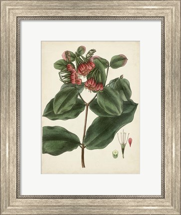 Framed Antique Foliage &amp; Fruit IV Print