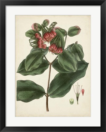 Framed Antique Foliage &amp; Fruit IV Print