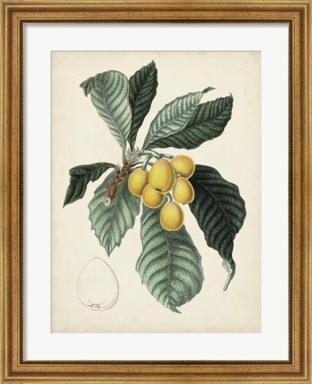 Framed Antique Foliage &amp; Fruit VI Print