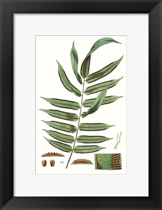 Framed Fern Foliage I Print
