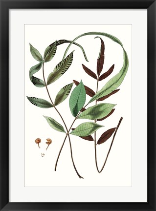 Framed Fern Foliage II Print