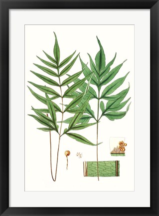 Framed Fern Foliage IV Print