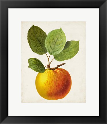 Framed Antique Fruit I Print