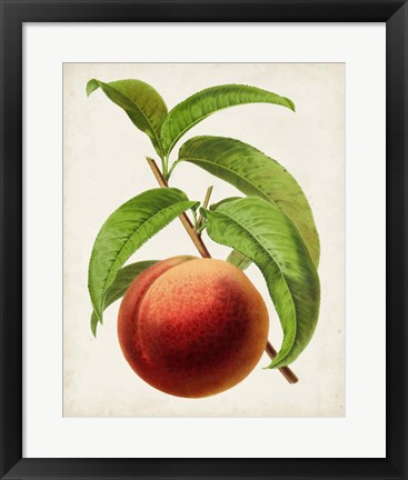 Framed Antique Fruit V Print