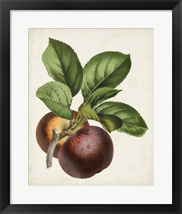 Framed Antique Fruit IX Print