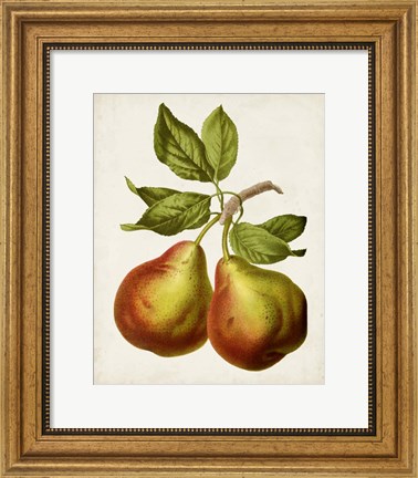 Framed Antique Fruit XI Print