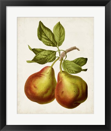 Framed Antique Fruit XI Print