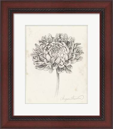 Framed Graphite Chrysanthemum Study II Print