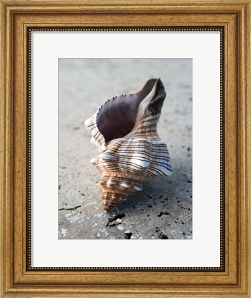 Framed Gifts of the Shore II Print
