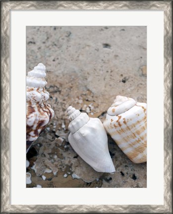 Framed Gifts of the Shore IV Print