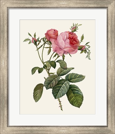 Framed Redoute&#39;s Rose II Print