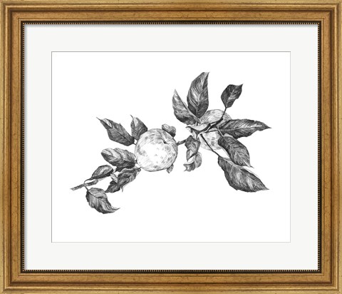 Framed Apple Etching II Print