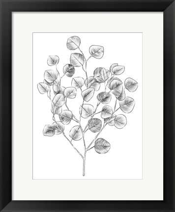 Framed Eucalyptus Sketch I Print