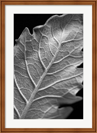 Framed Striking Leaf I Print