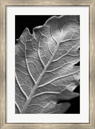 Framed Striking Leaf I Print