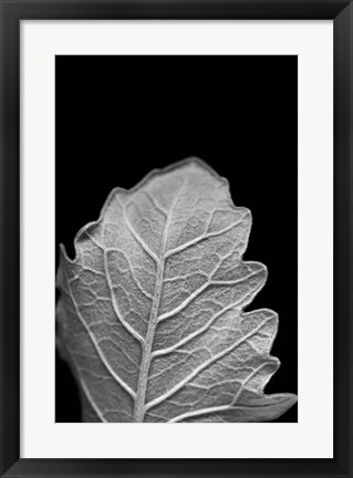 Framed Striking Leaf III Print