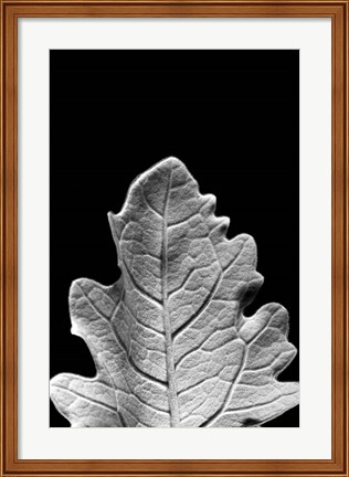 Framed Striking Leaf IV Print