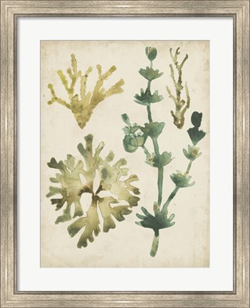 Framed Vintage Sea Fronds II Print