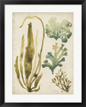 Framed Vintage Sea Fronds III Print