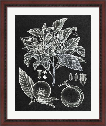 Framed Citrus Botanical Study II Print