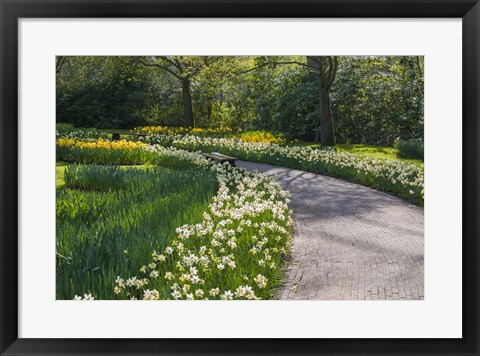 Framed Sunlit Path In Daffodil Garden Print