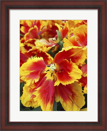 Framed Yellow And Red Parrot Tulips Print